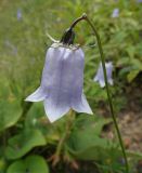Adenophora himalayana