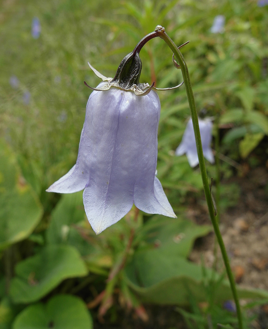 Изображение особи Adenophora himalayana.