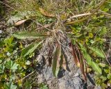 Taraxacum porphyranthum