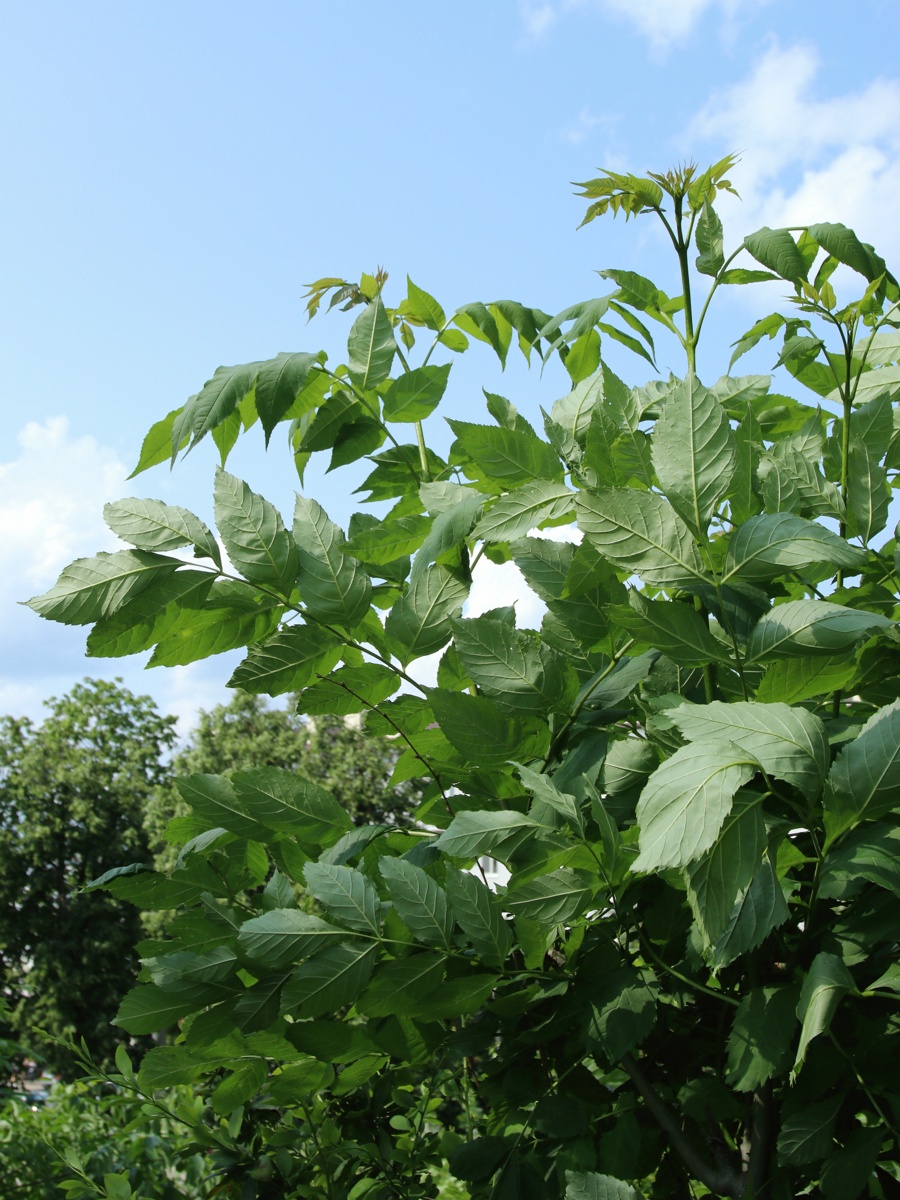 Изображение особи Fraxinus excelsior.