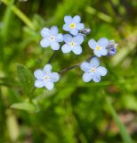 род Myosotis. Часть соцветия с нормальными и аномальными 4-членными цветками. Башкортостан, Кугарчинский р-н, окр. дер. Мурадымово, природный парк \"Мурадымовское ущелье\", разнотравный луг. 30 мая 2024 г.