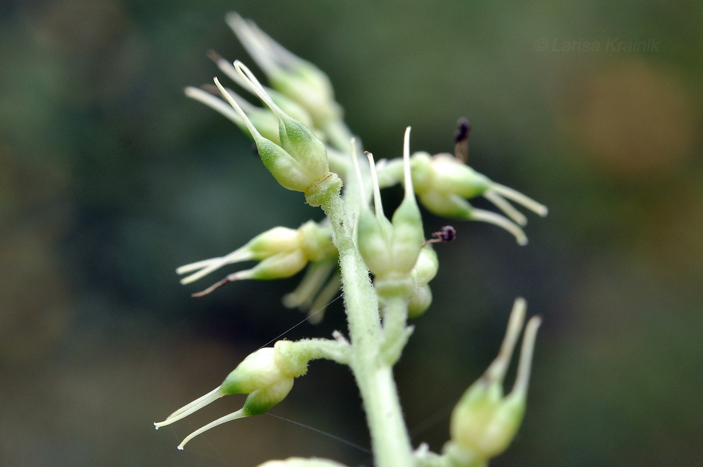 Image of genus Aconitum specimen.