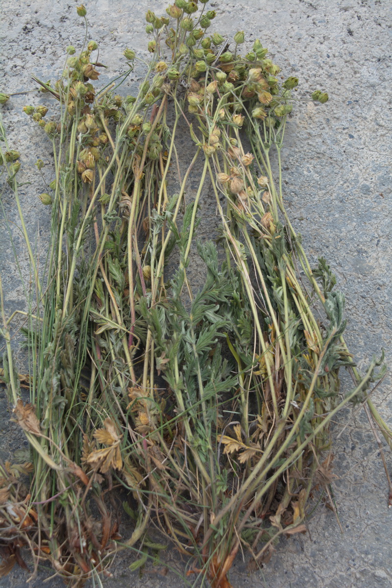 Image of genus Potentilla specimen.
