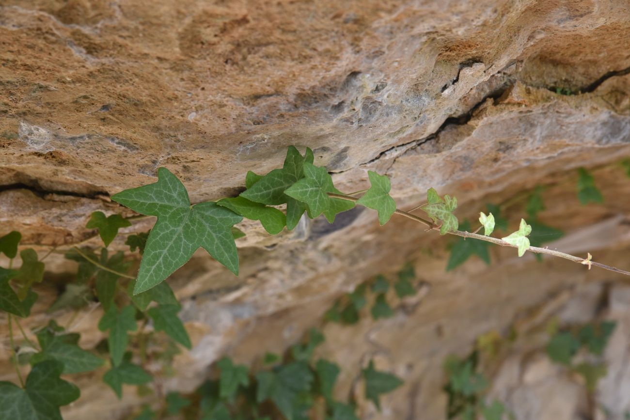 Изображение особи Hedera helix.