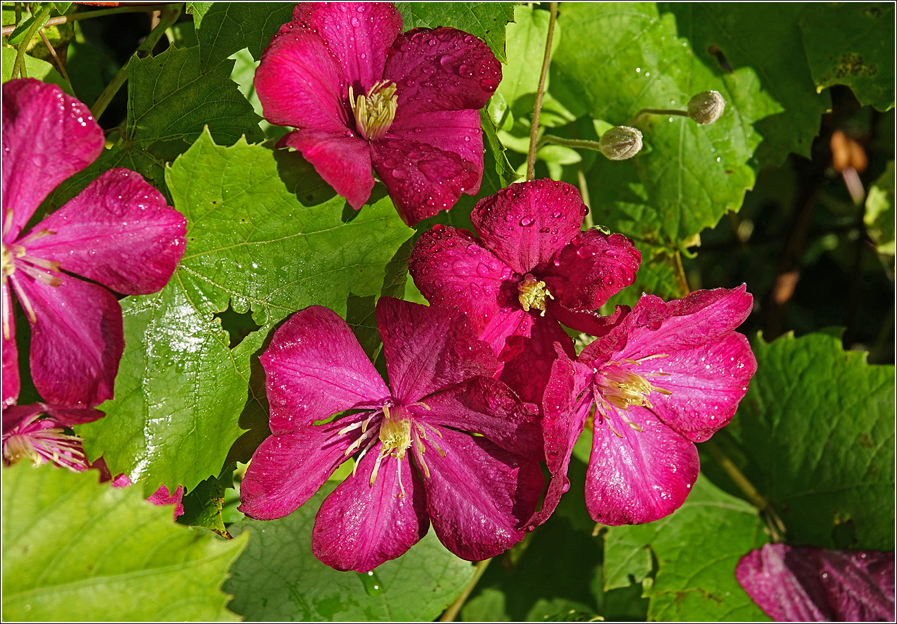 Image of Clematis &times; jackmanii specimen.
