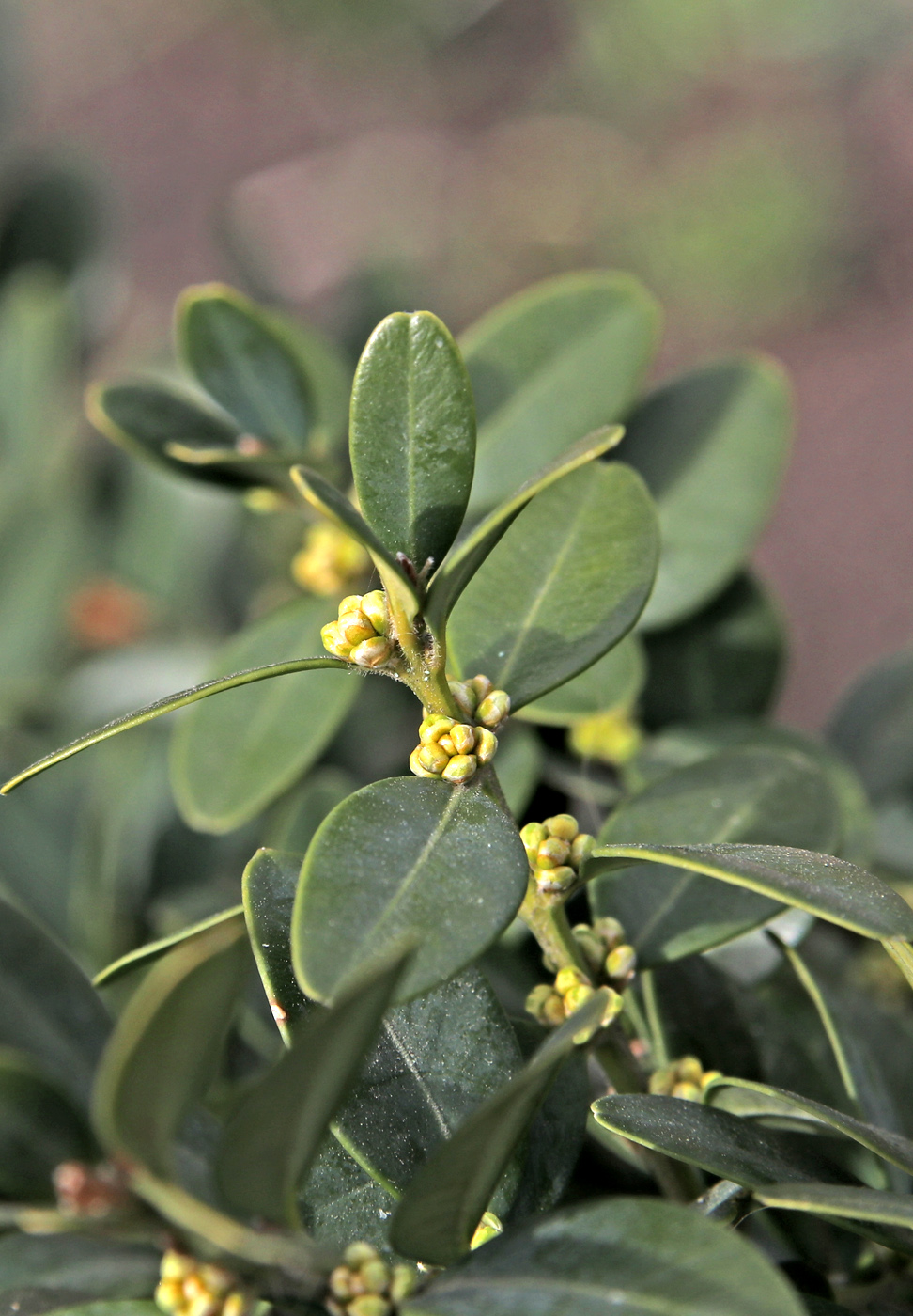 Image of Buxus colchica specimen.