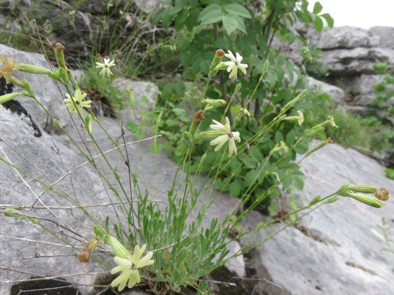 Image of Silene flavescens specimen.