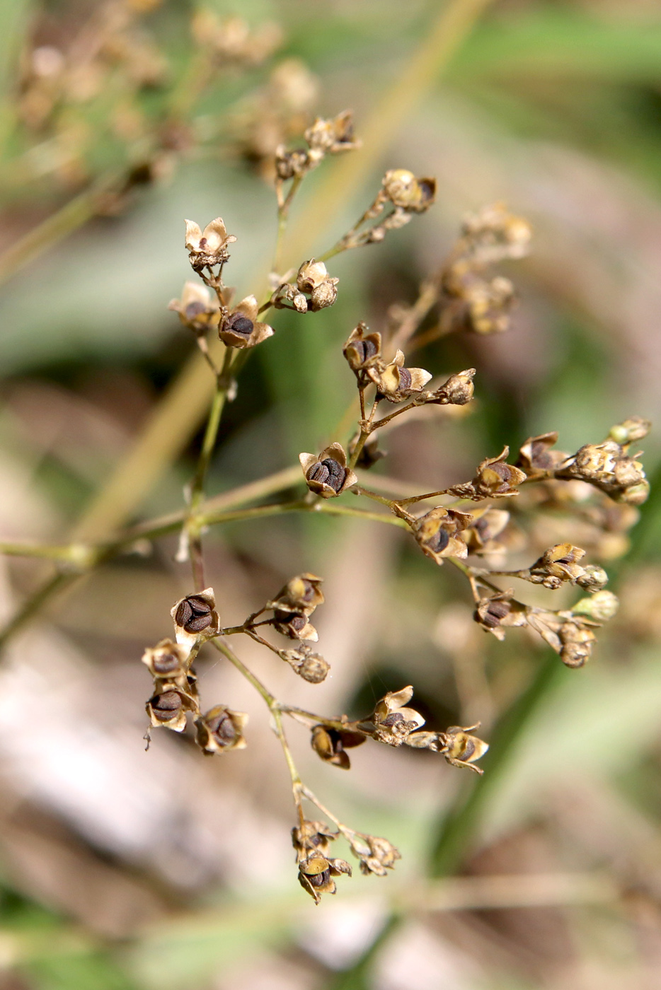 Image of Gypsophila altissima specimen.