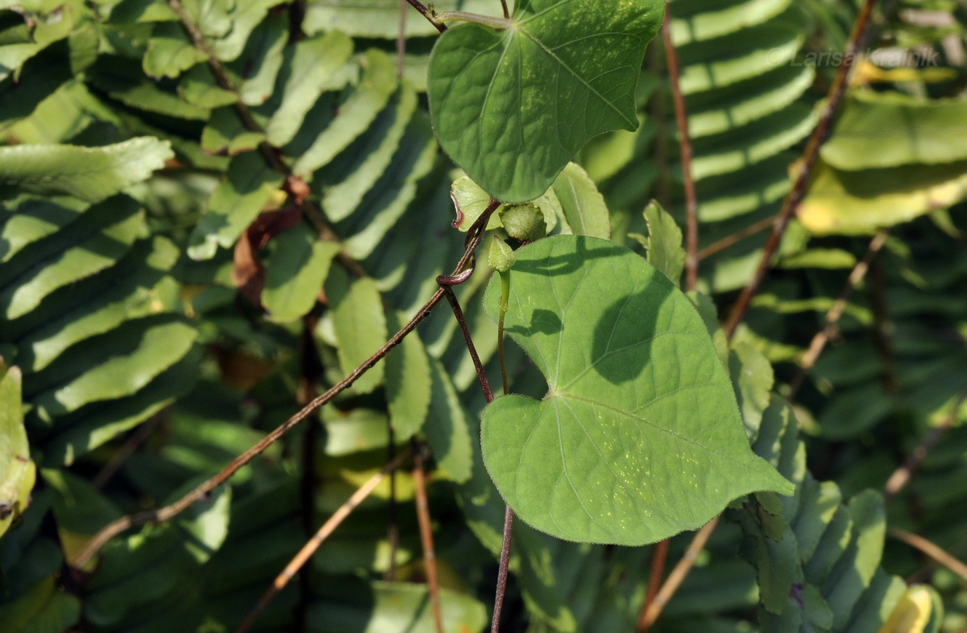 Изображение особи Ipomoea obscura.