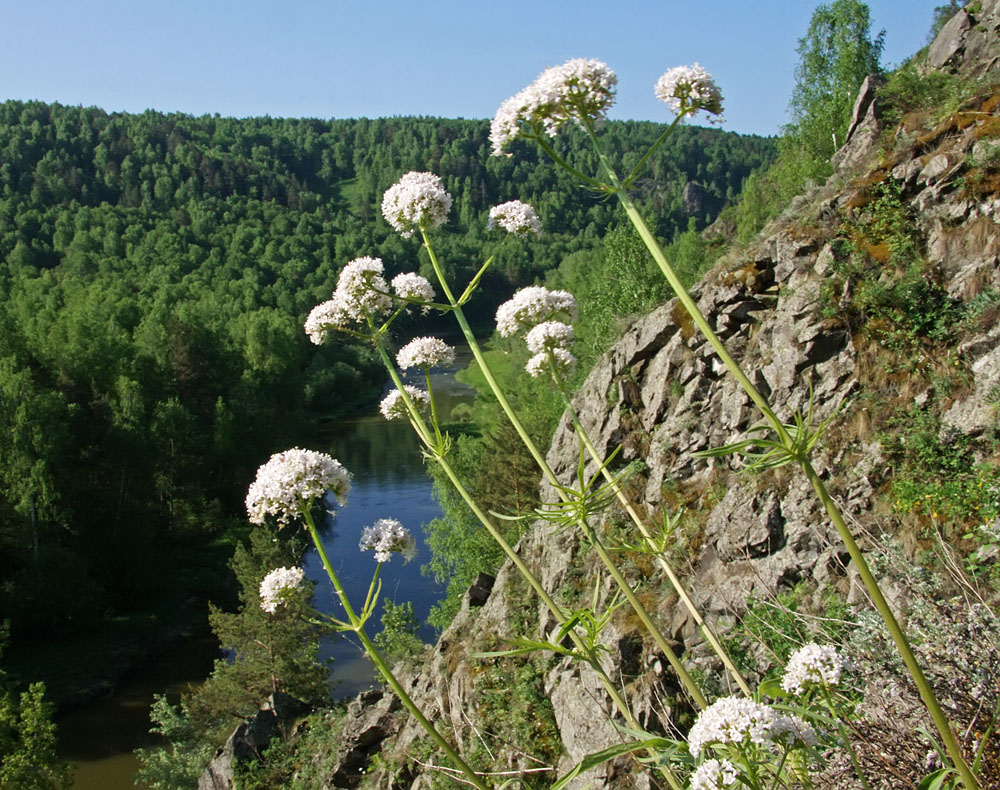 Изображение особи Valeriana rossica.