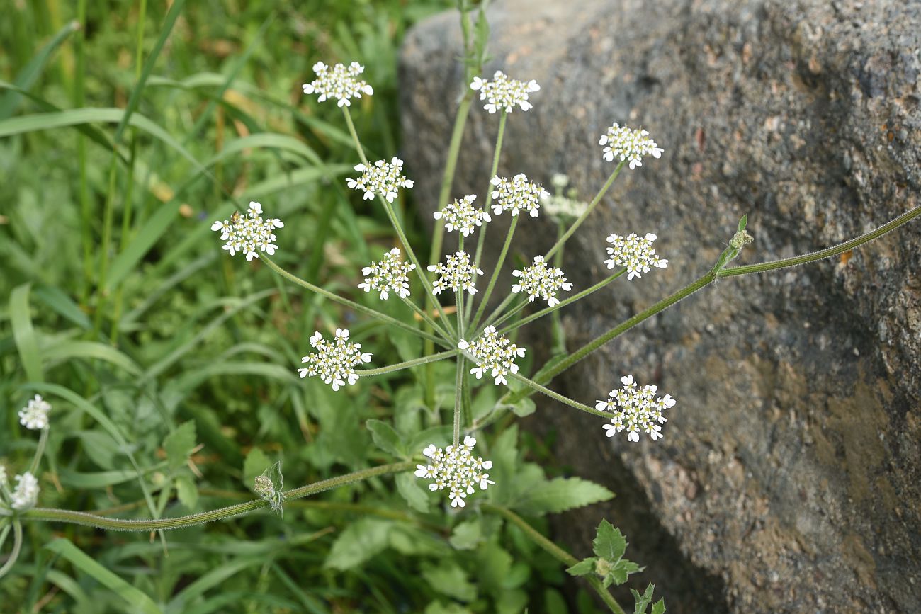 Image of familia Apiaceae specimen.