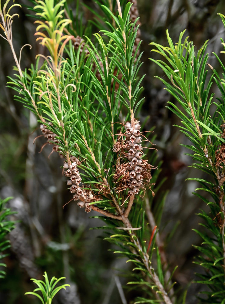 Изображение особи Melaleuca armillaris.