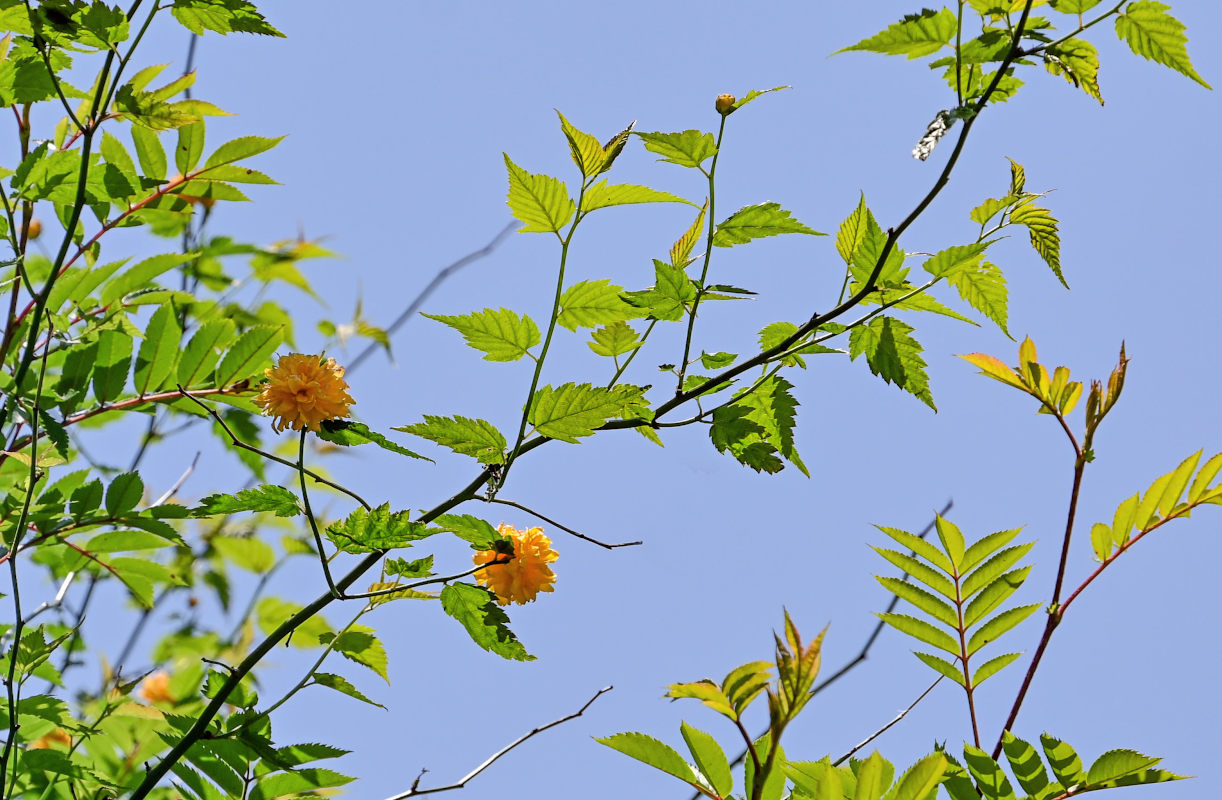 Изображение особи Kerria japonica var. pleniflora.