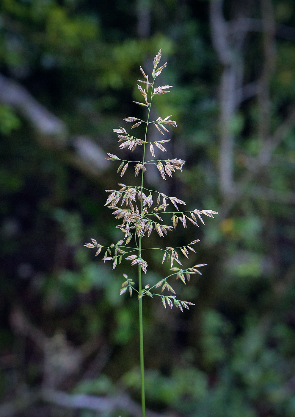 Image of genus Poa specimen.