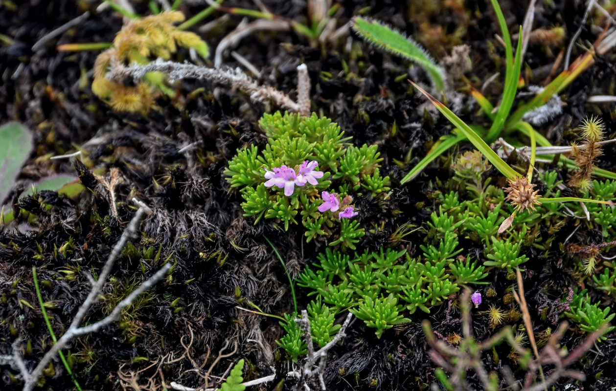 Изображение особи род Thymus.