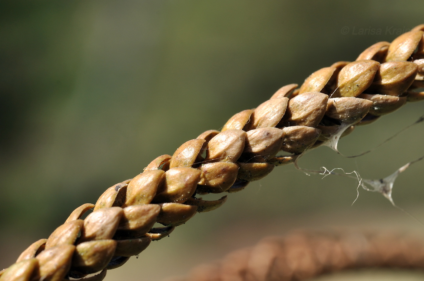 Изображение особи род Araucaria.
