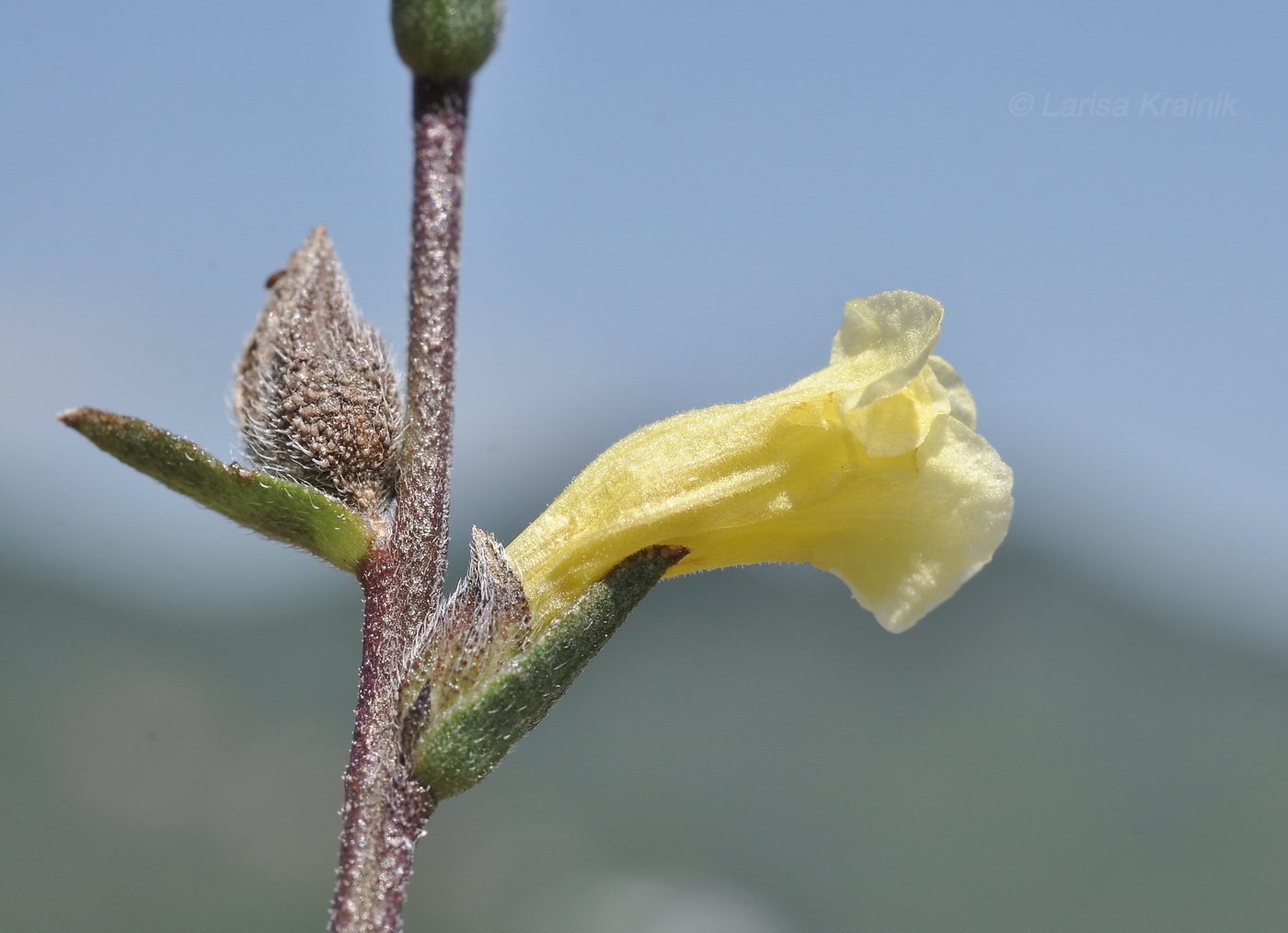 Изображение особи семейство Scrophulariaceae.
