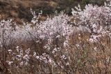 Armeniaca sibirica. Заросли цветущих растений на юго-восточном склоне. Приморский край, Пограничный р-н, окр. пгт Пограничный. 01.05.2026.