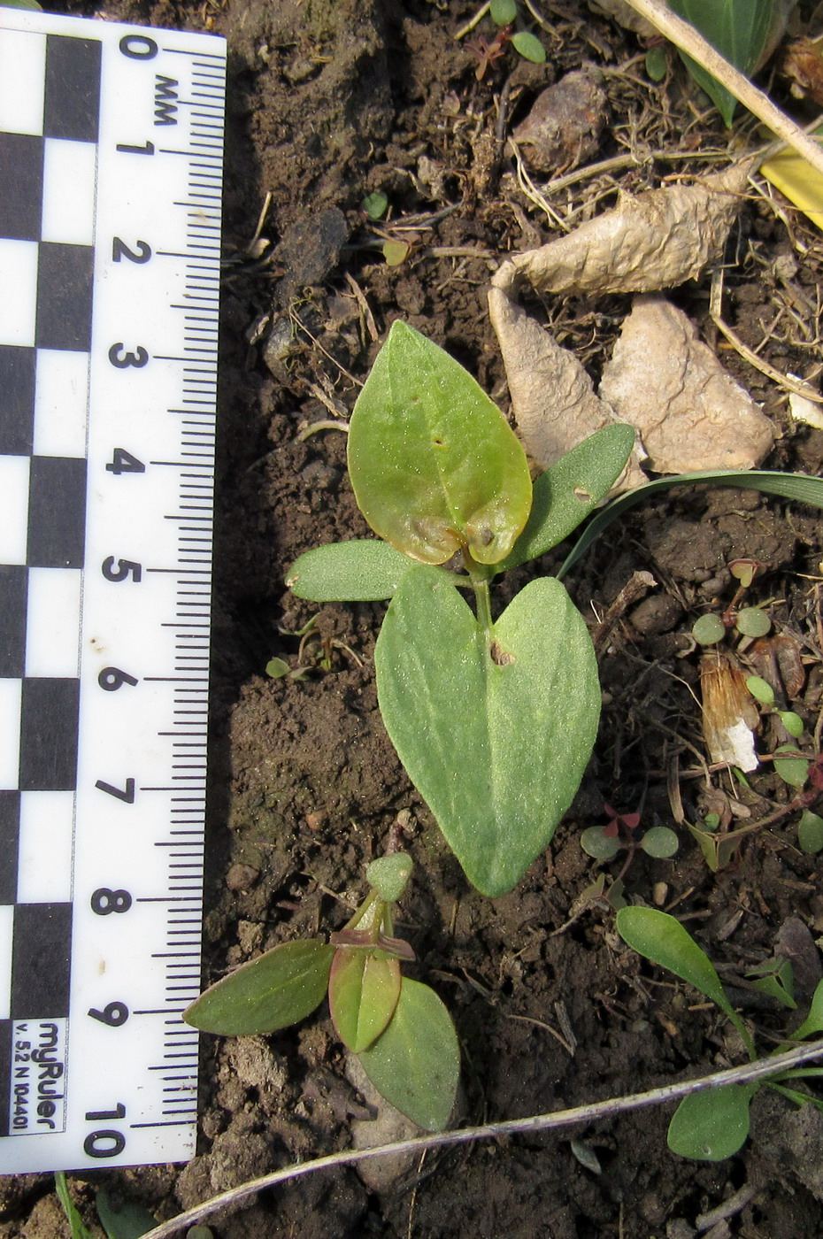 Image of Fallopia convolvulus specimen.