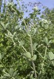 Dorycnium rectum. Верхушка цветущей и плодоносящей веточки; видна абаксиальная поверхность листьев. Испания, Каталония, пров. Жирона, комарка Баш Эмпорда, муниципалитет Пальс, кромка залежи на рисовом чеке. 07.06.2026.