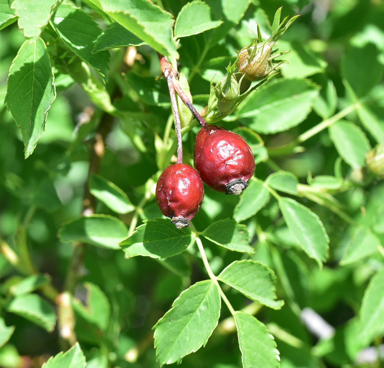 Изображение особи род Rosa.