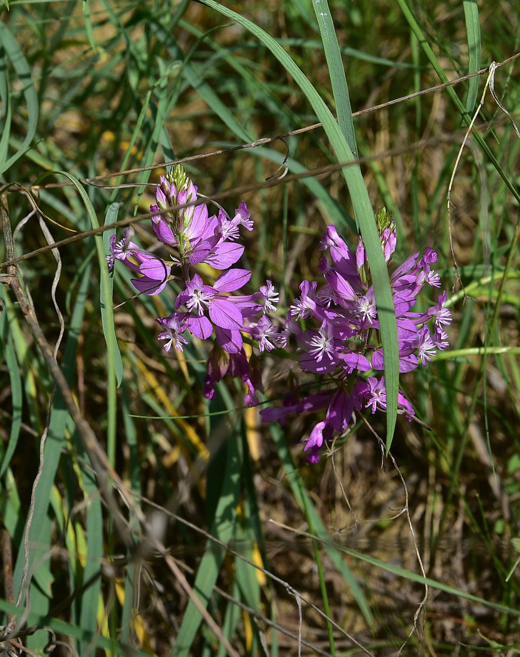 Image of Polygala major specimen.