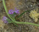 genus Thymus