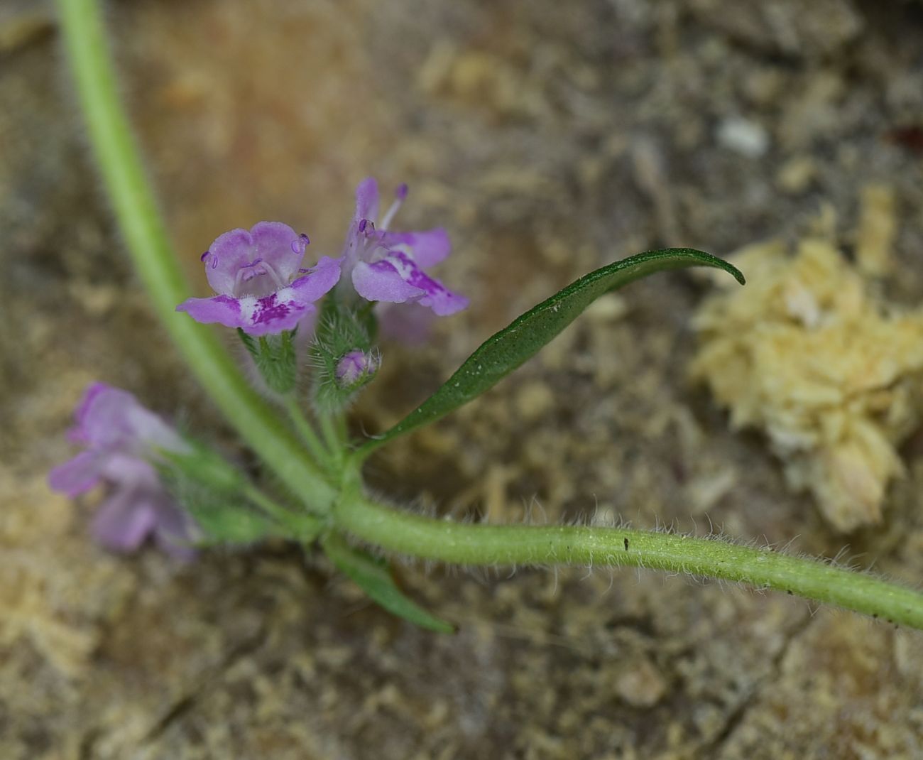 Image of genus Thymus specimen.