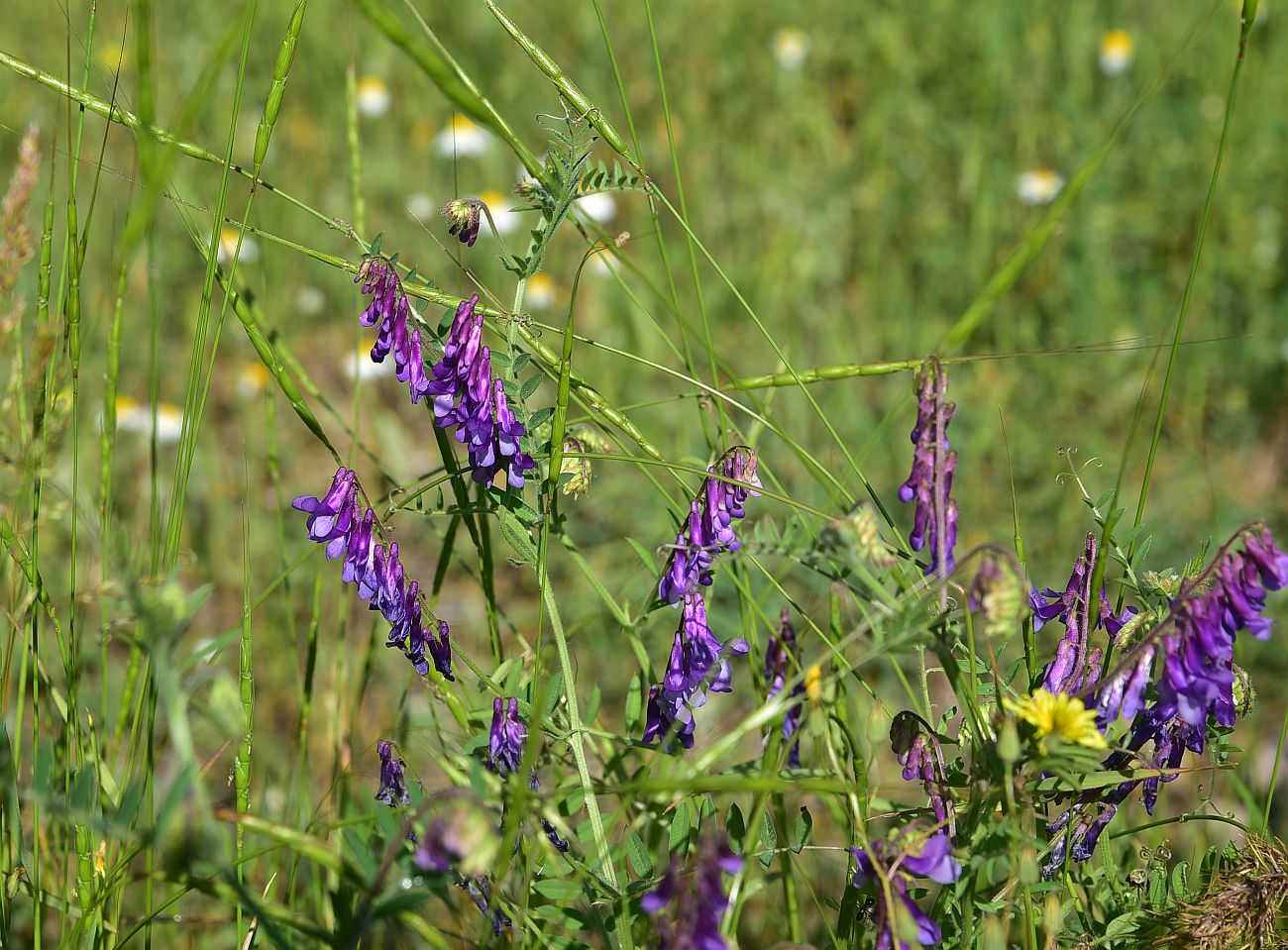 Image of genus Vicia specimen.