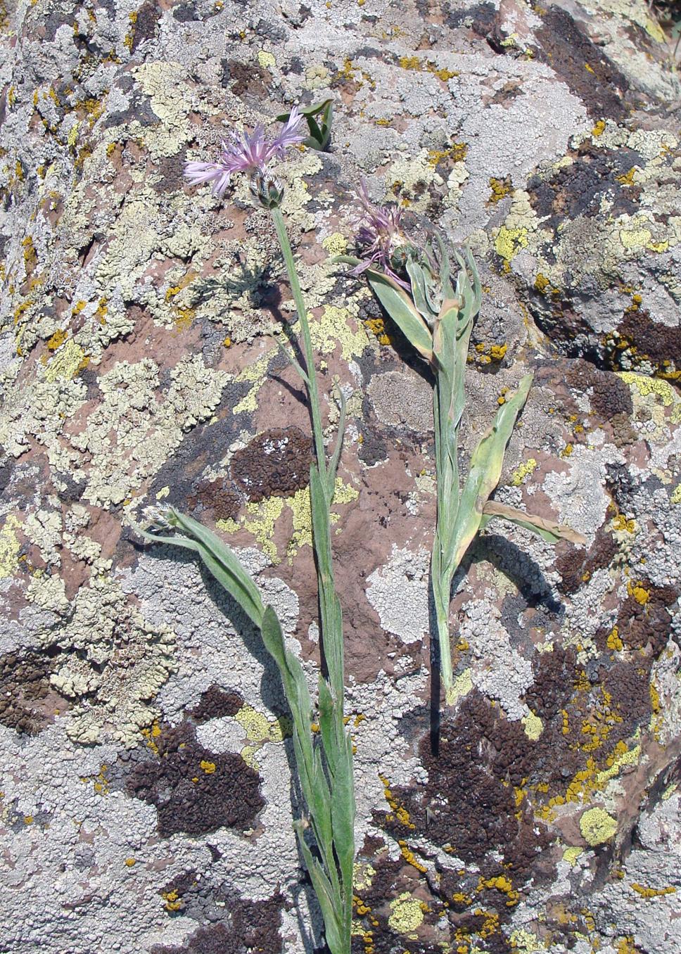 Image of Centaurea depressa specimen.