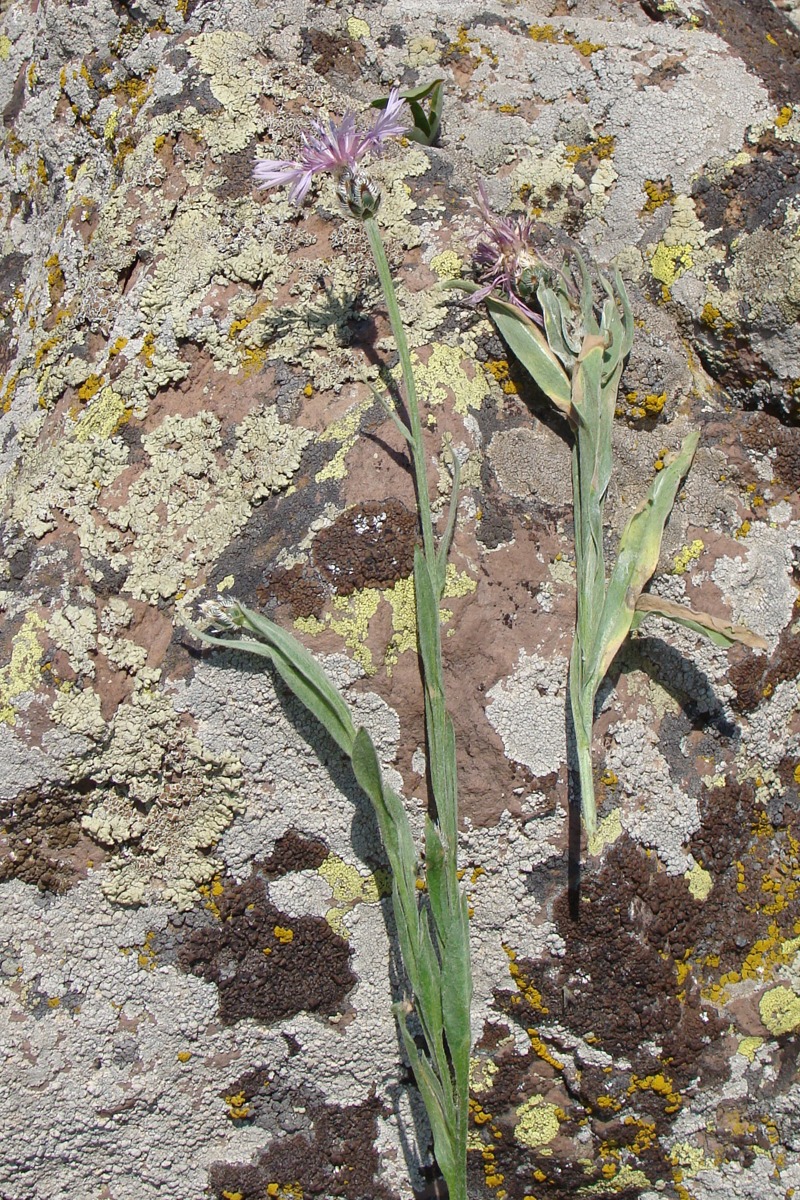 Image of Centaurea depressa specimen.