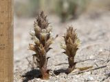Orobanche camptolepis
