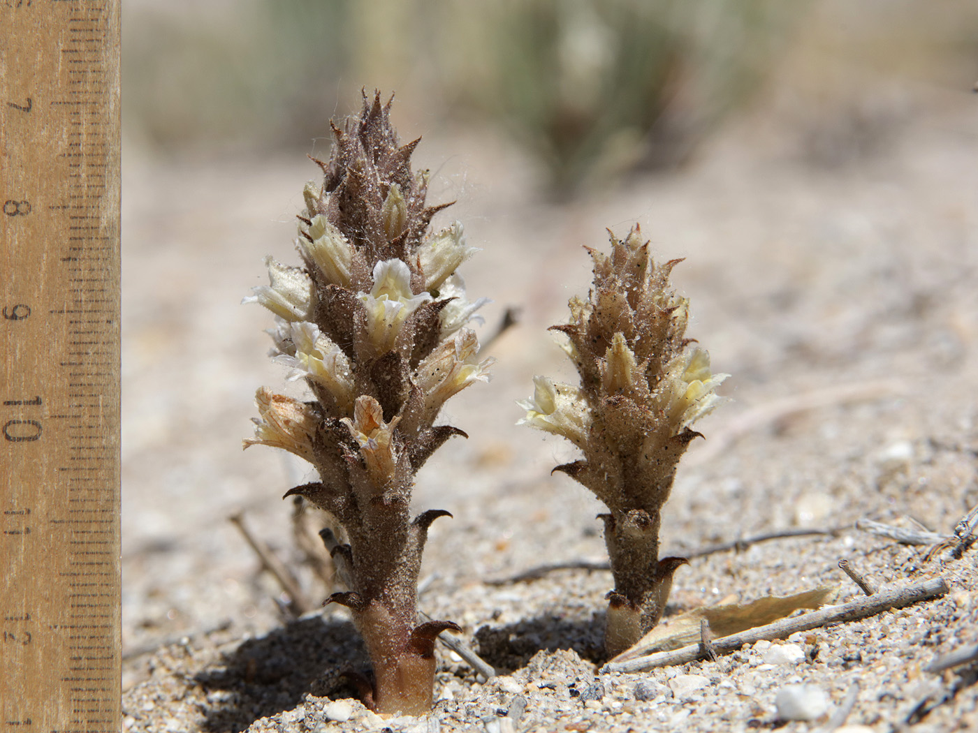 Изображение особи Orobanche camptolepis.
