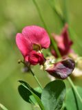 genus Lathyrus. Цветок. Турция, ил Артвин, окр. храма Отхта, луг, у тропы. 13 июня 2026 г.