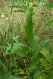 Potentilla longifolia. Лист. Хабаровский край, г. Комсомольск-на-Амуре, дол. ручья Тёплый ключ. 08.08.2026.