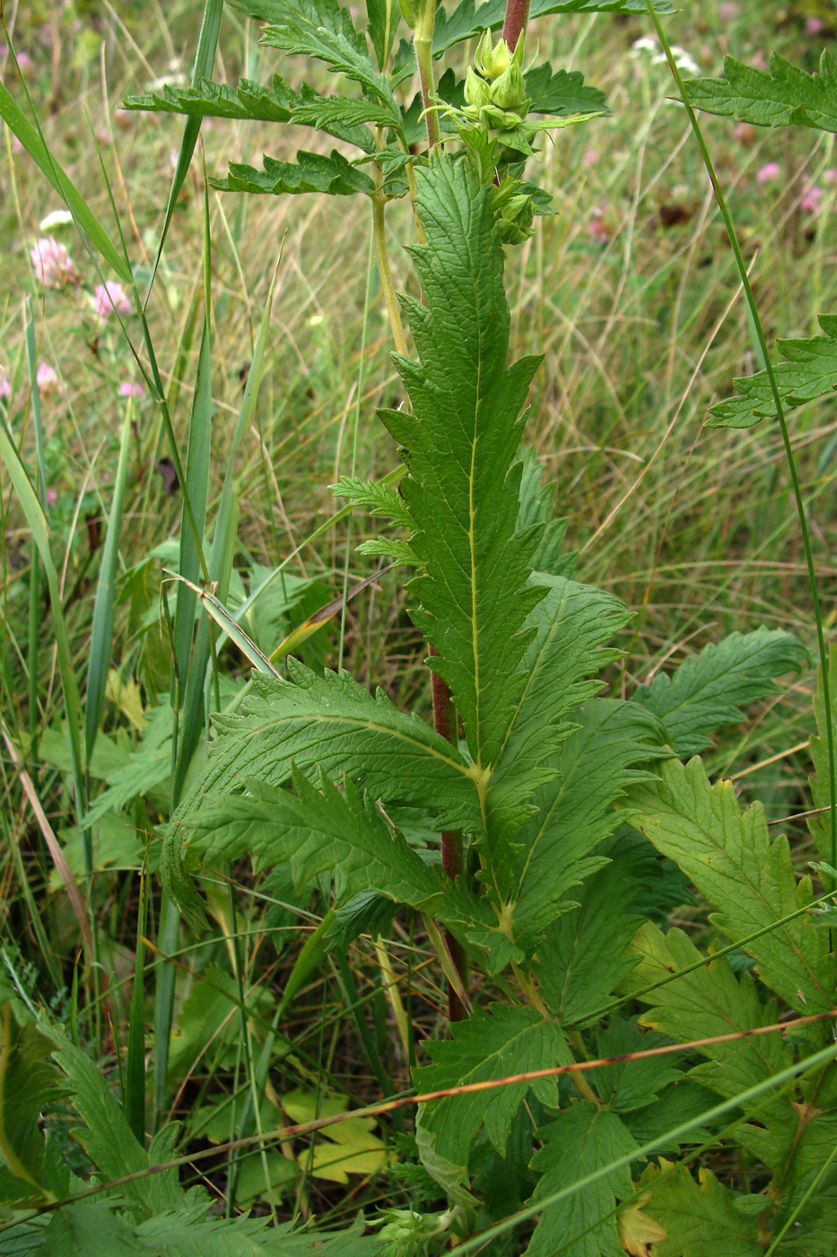 Изображение особи Potentilla longifolia.