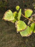 Populus nigra. Верхушка побега с листьями. Республика Молдова, муниципалитет Кишинёв, г. Кодру, пустырь. 26 сентября 2026 г.