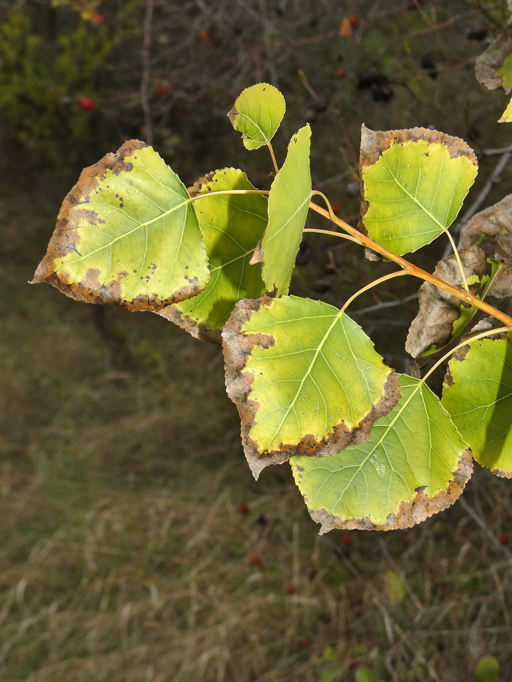 Image of Populus nigra specimen.