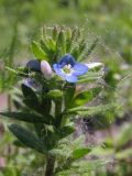 Veronica arvensis