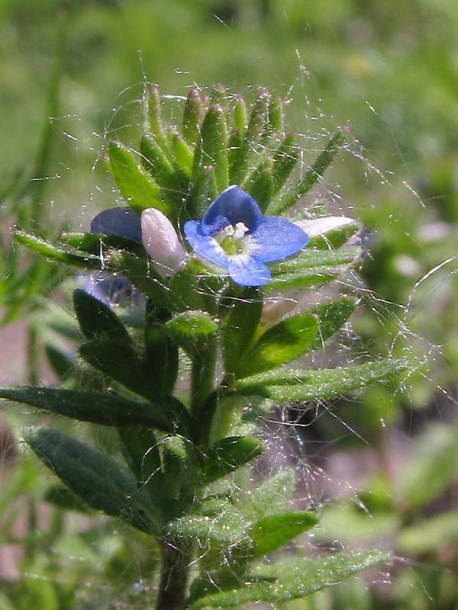 Изображение особи Veronica arvensis.