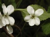 Viola ambigua