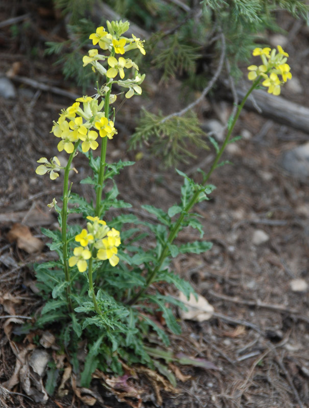 Изображение особи Erysimum cuspidatum.