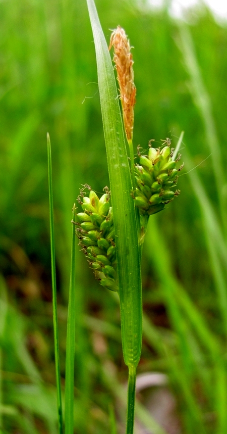 Изображение особи Carex pallescens.