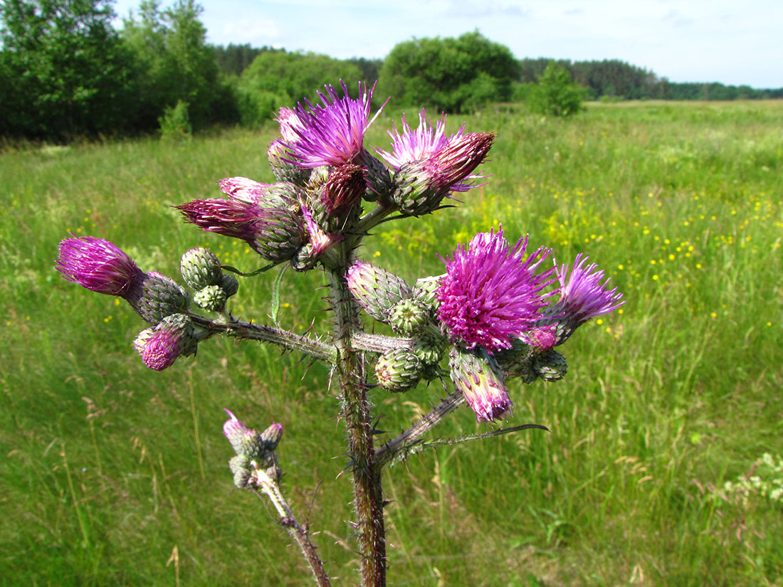 Изображение особи Cirsium palustre.