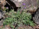 Oxytropis ivdelensis. Отцветающее растение среди известняковых скал. Свердловская обл., окр. г. Североуральск, правый берег канал Дублёр в районе известнякового карьера. 15.06.2011.