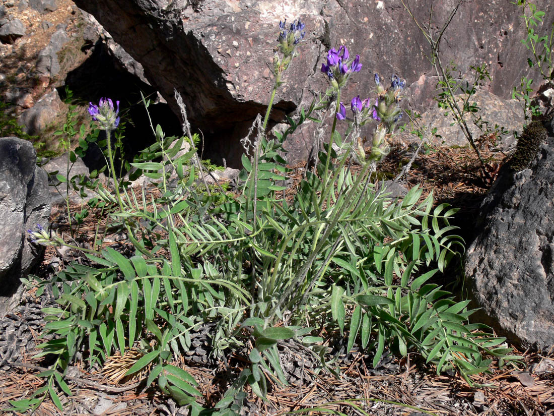 Изображение особи Oxytropis ivdelensis.