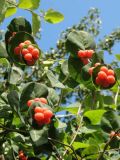 Lonicera caprifolium