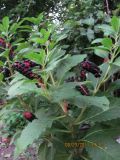 Phytolacca acinosa