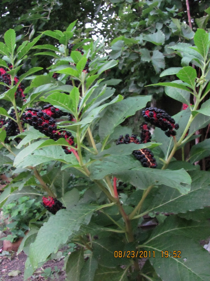 Image of Phytolacca acinosa specimen.