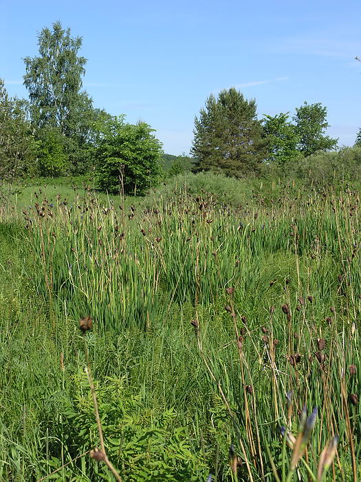 Image of Iris sibirica specimen.